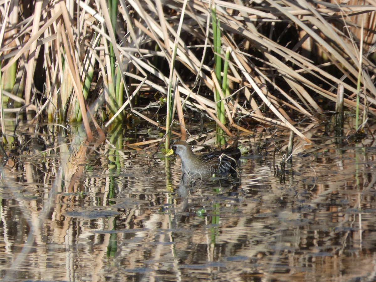 Polluela Sora - ML520951351