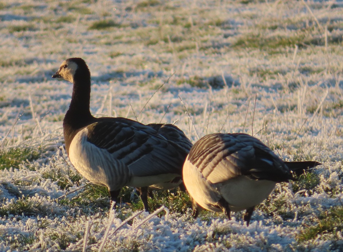 Barnacle Goose - ML520951481