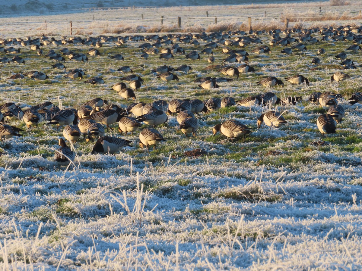 Barnacle Goose - Horst Onken