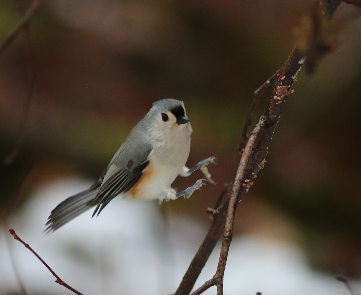 Tufted Titmouse - ML520952961