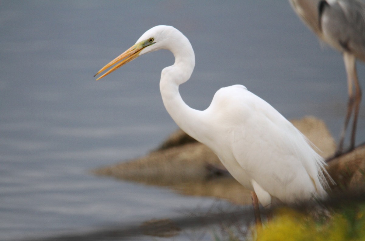 Great Egret - ML520953491