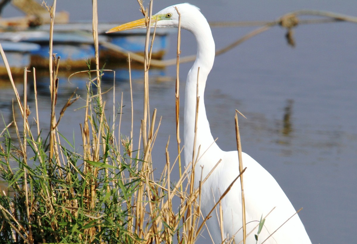 Great Egret - ML520953501