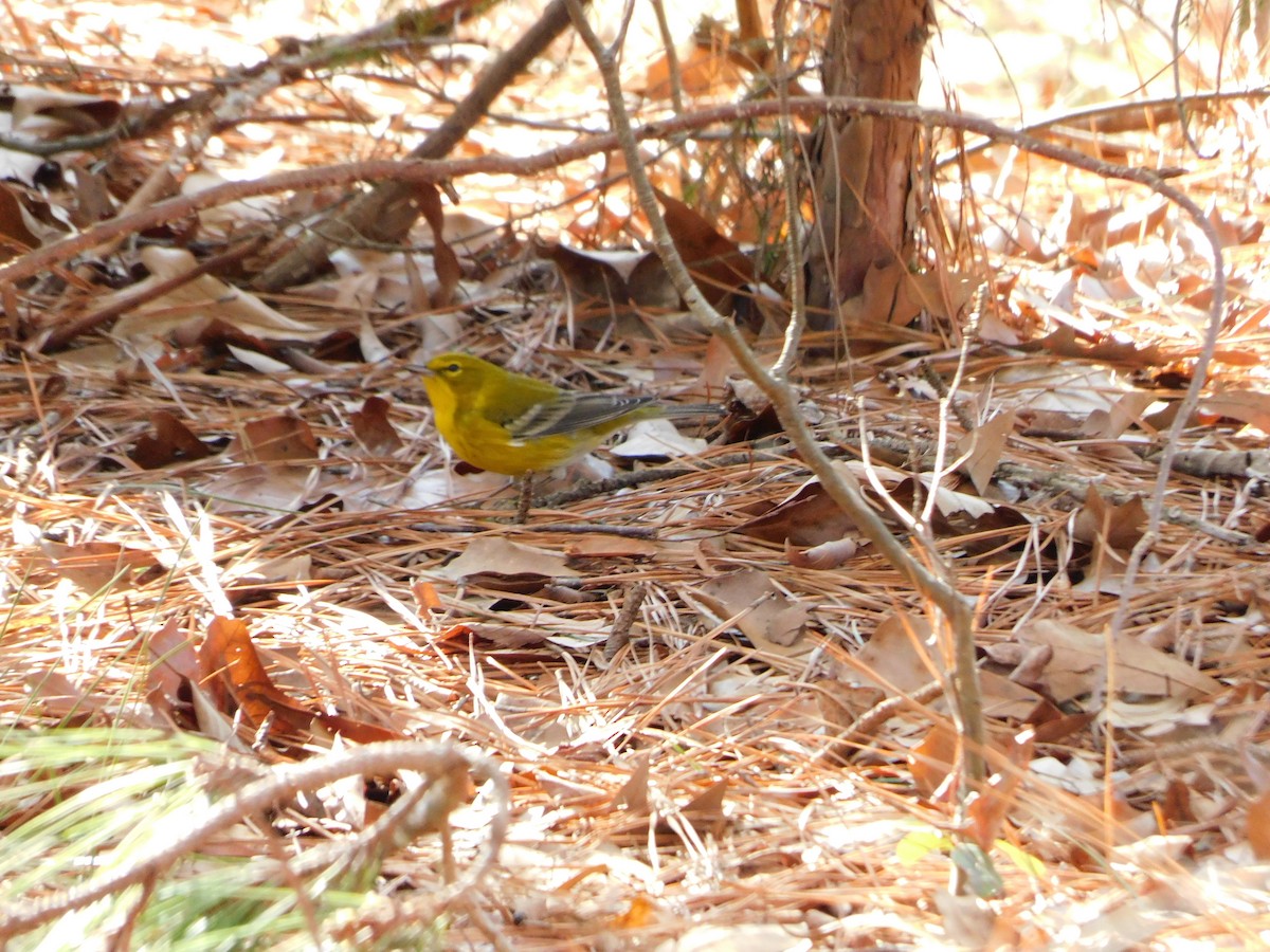 Pine Warbler - ML520954951
