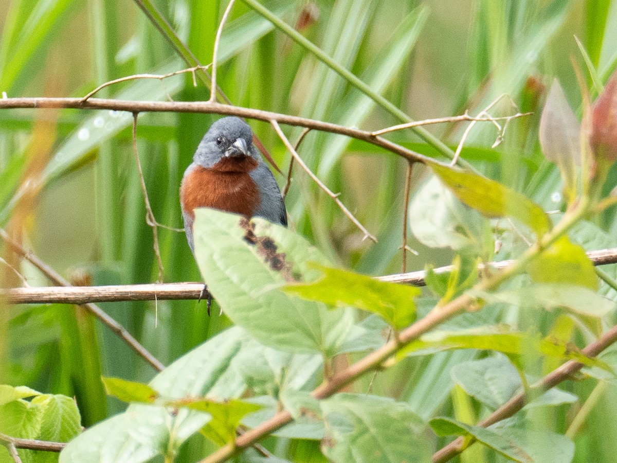 Chestnut-bellied Seedeater - ML520955641