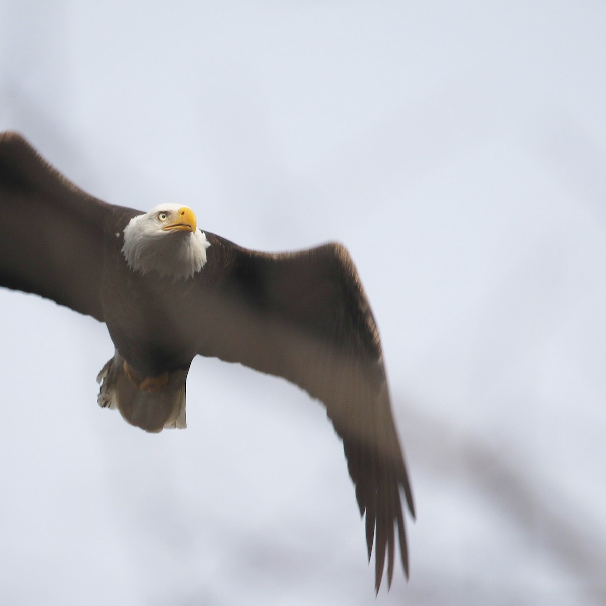 Bald Eagle - ML520956421