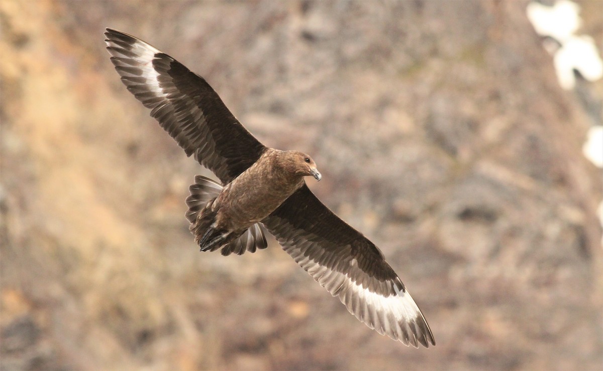 Brown Skua (Subantarctic) - ML520958771