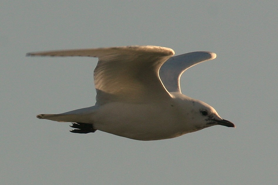 Mouette blanche - ML520960071