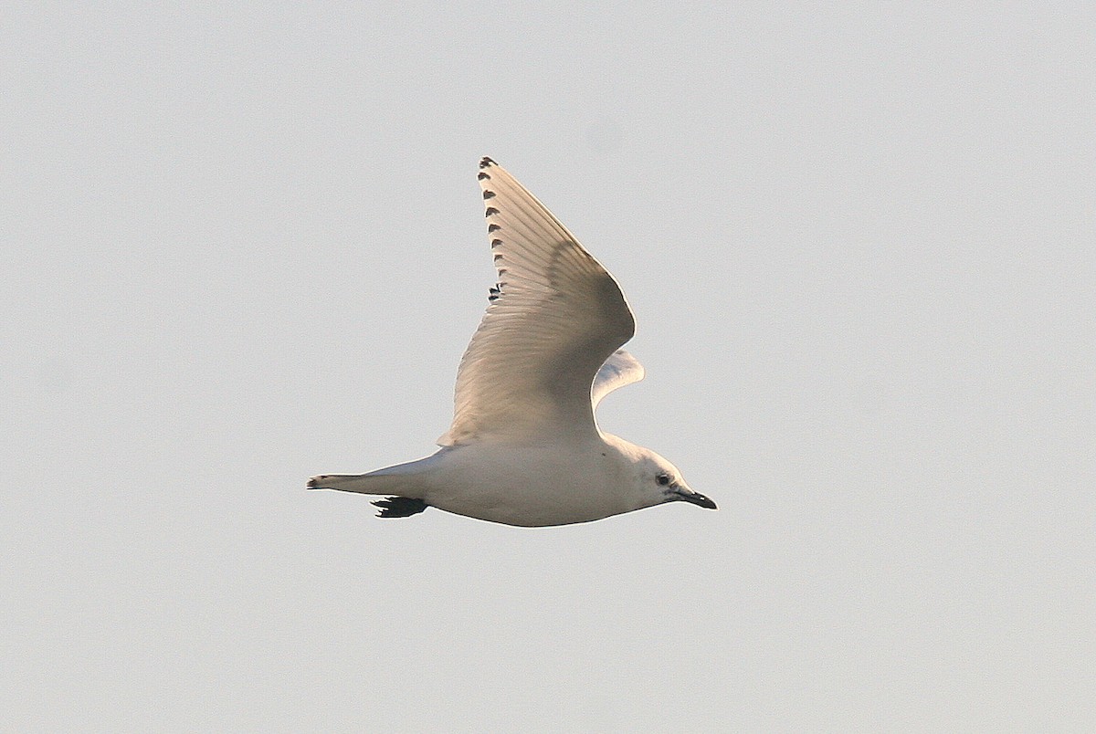 Белая чайка - ML520960081