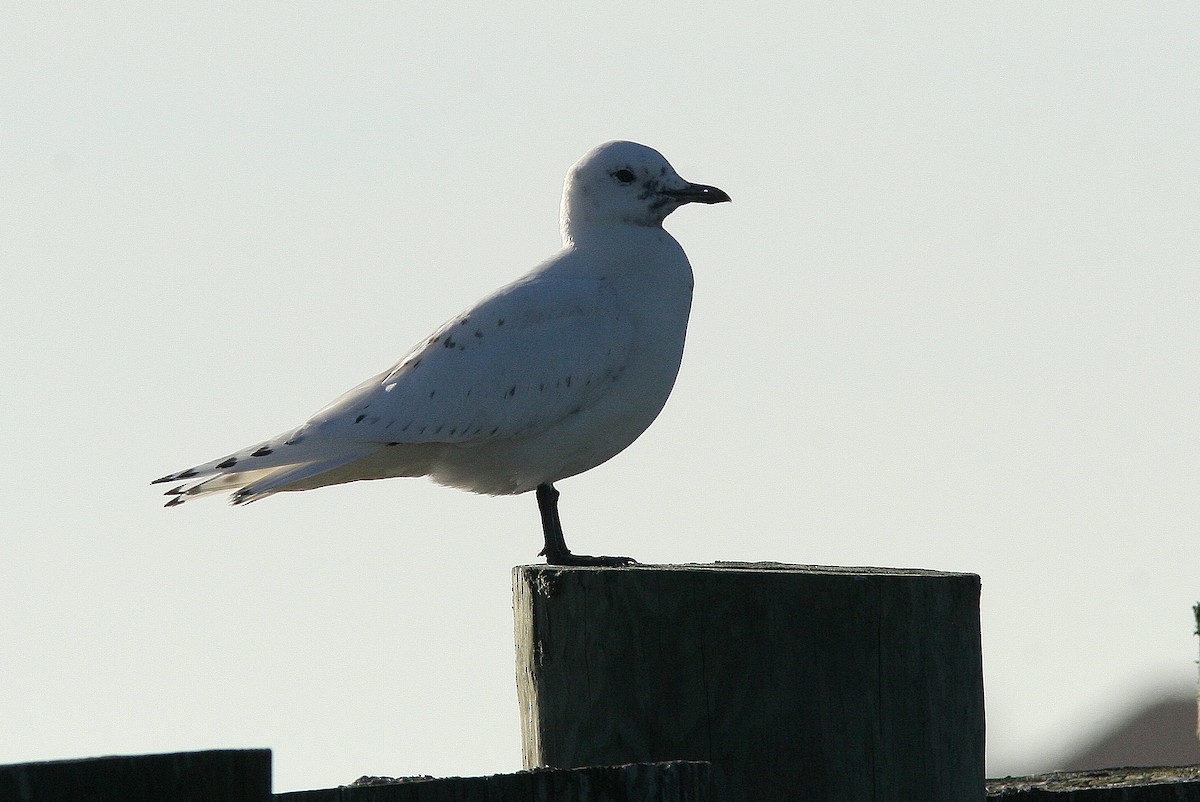 Белая чайка - ML520960101