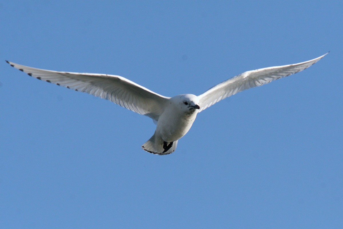 Белая чайка - ML520960141