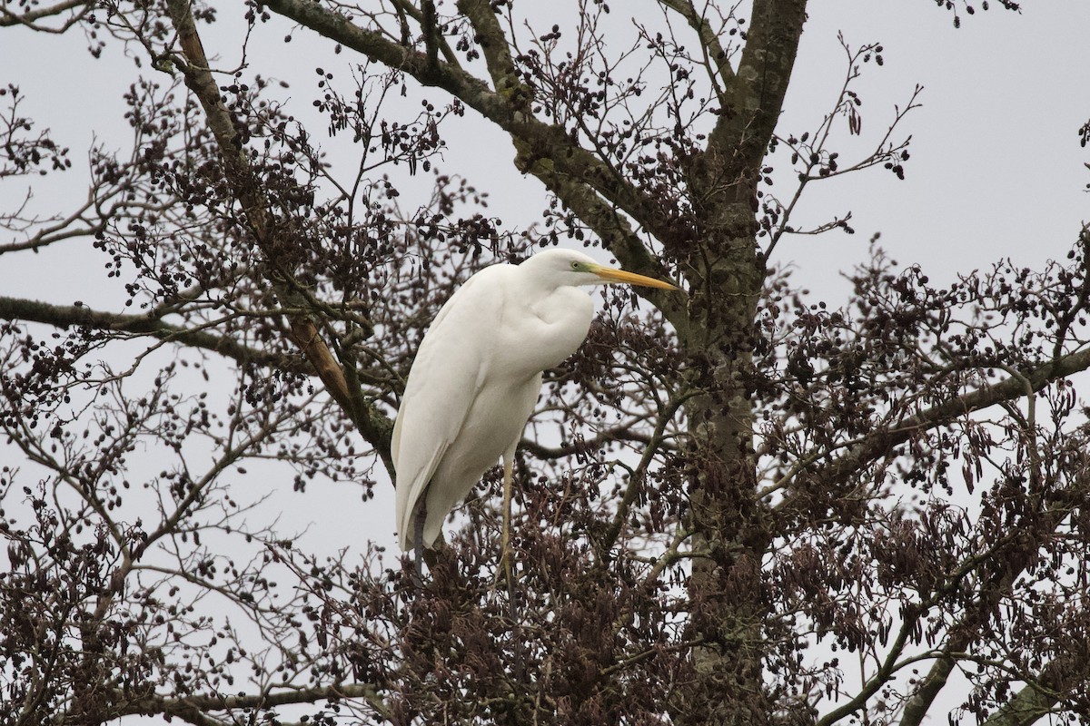 Great Egret - ML520960401