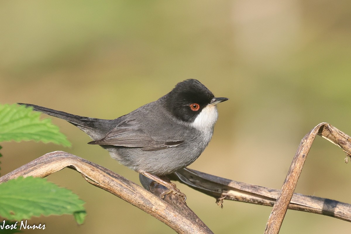 Sardinian Warbler - ML520961741