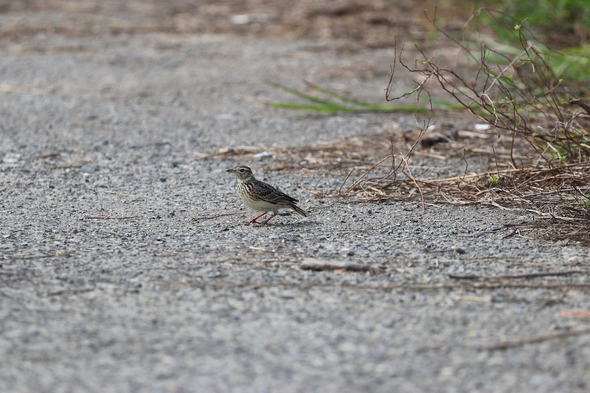 Oriental Skylark - ML520962581