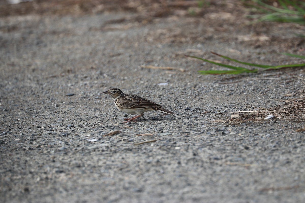 Oriental Skylark - ML520962611