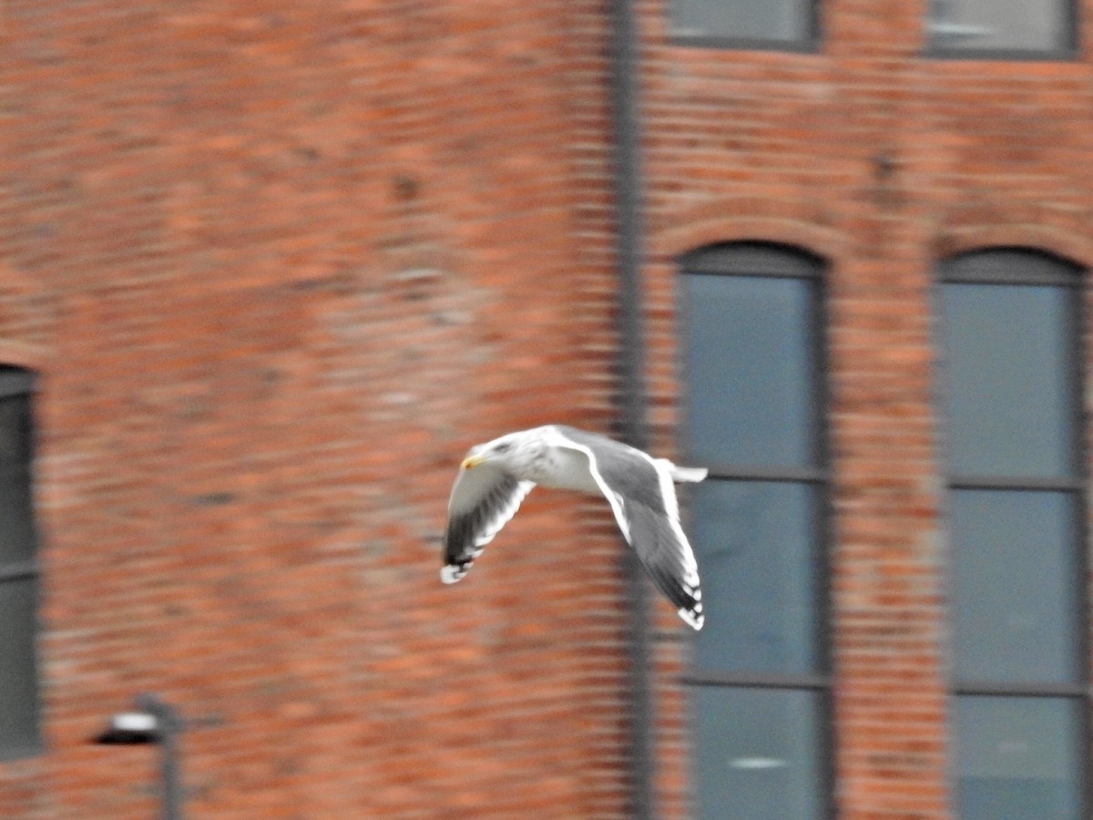 Slaty-backed Gull - ML520962691