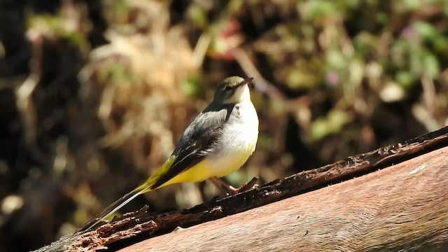 Gray Wagtail - ML520963131