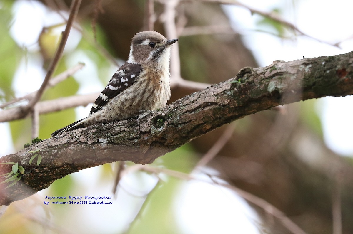 Japanese Pygmy Woodpecker - ML520964551