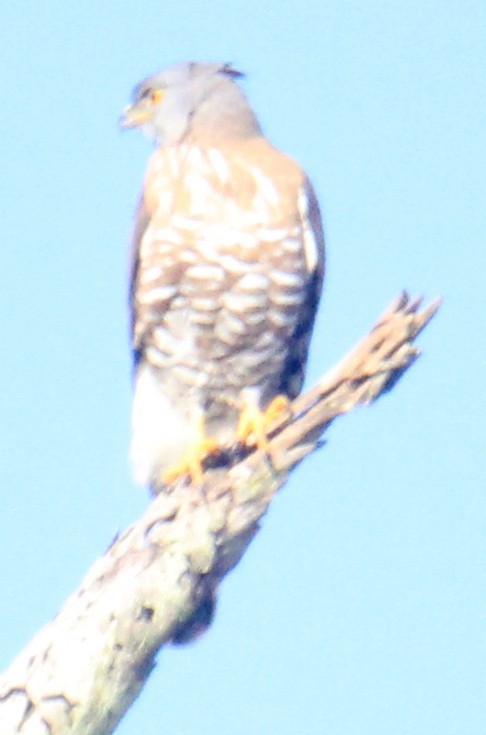 Crested Goshawk - ML520965681