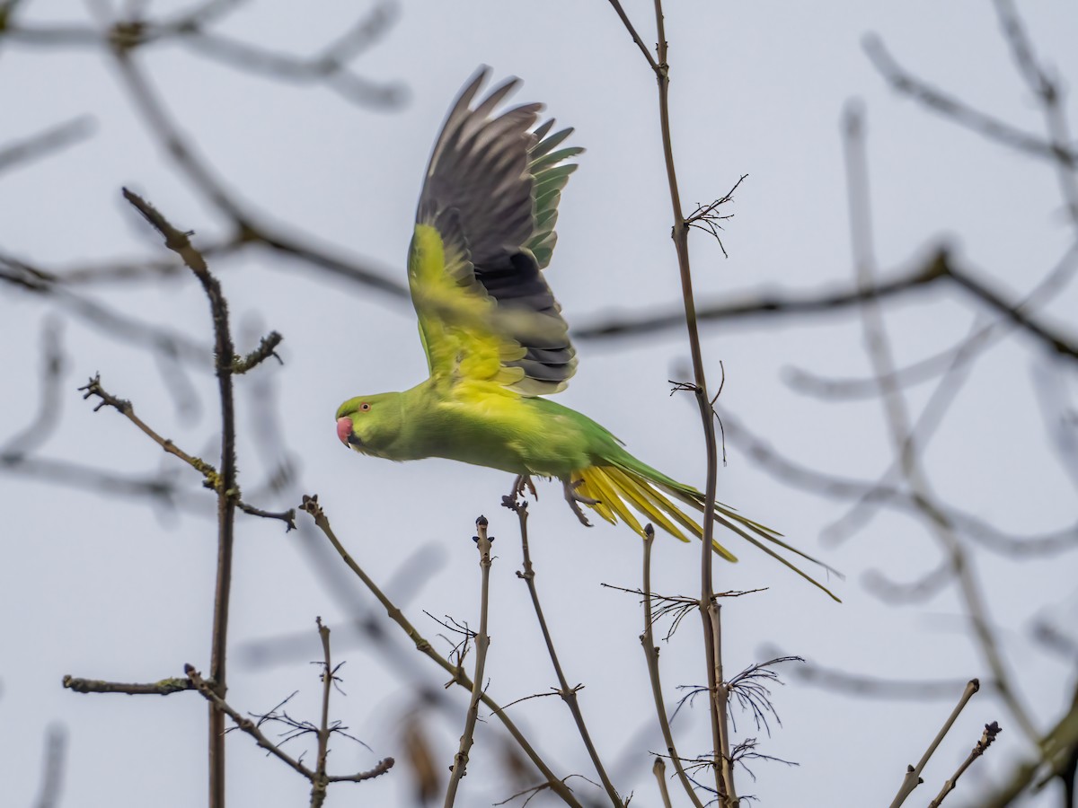 Rose-ringed Parakeet - ML520966071