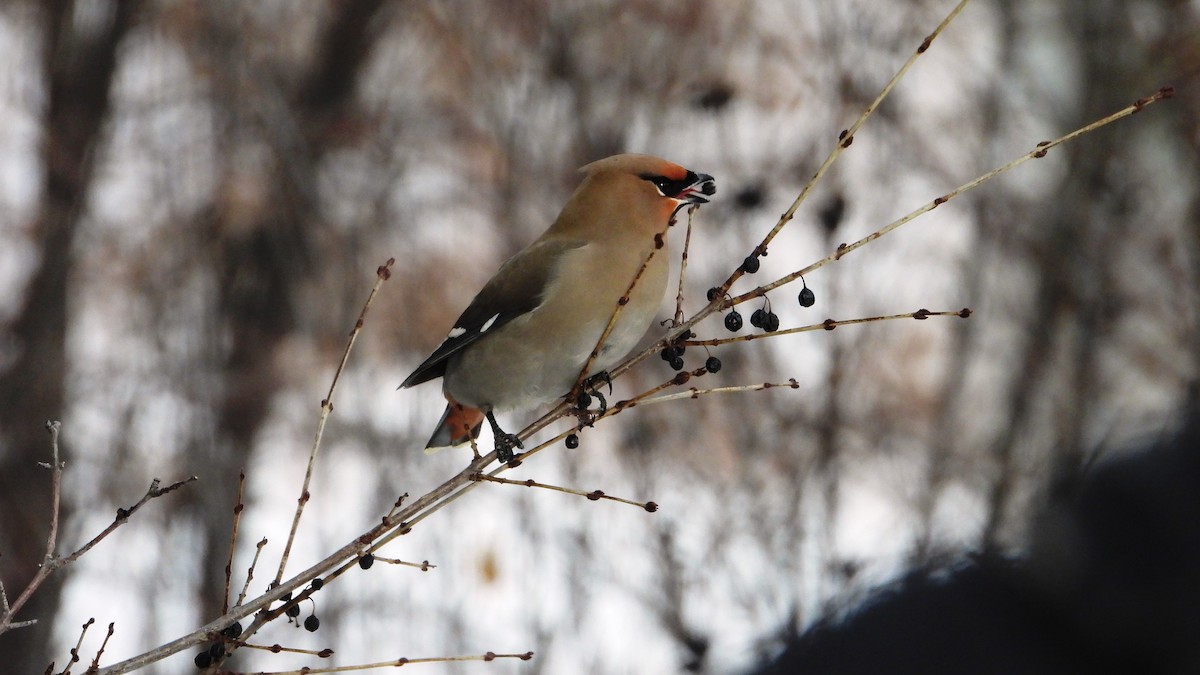 Bohemian Waxwing - ML520966111