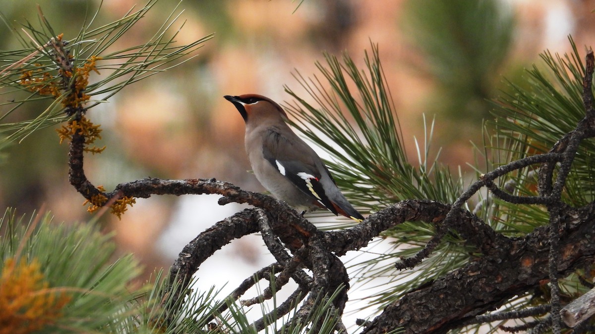 Bohemian Waxwing - ML520966121