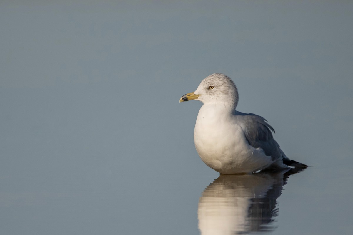 Ring-billed Gull - C Buchanan