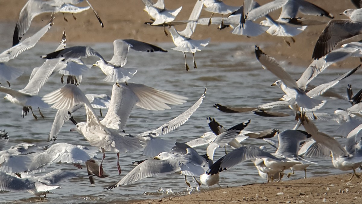 Glaucous Gull - ML52096771