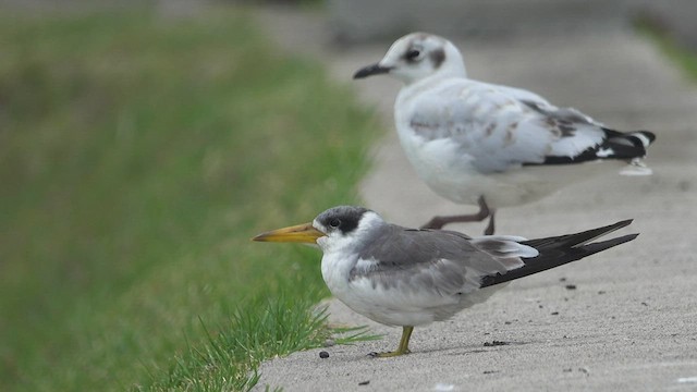 Large-billed Tern - ML520967751