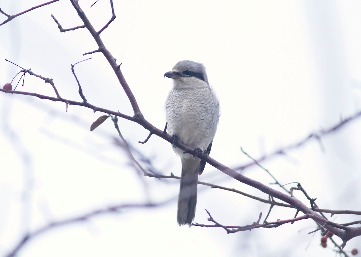 Northern Shrike - ML520967891