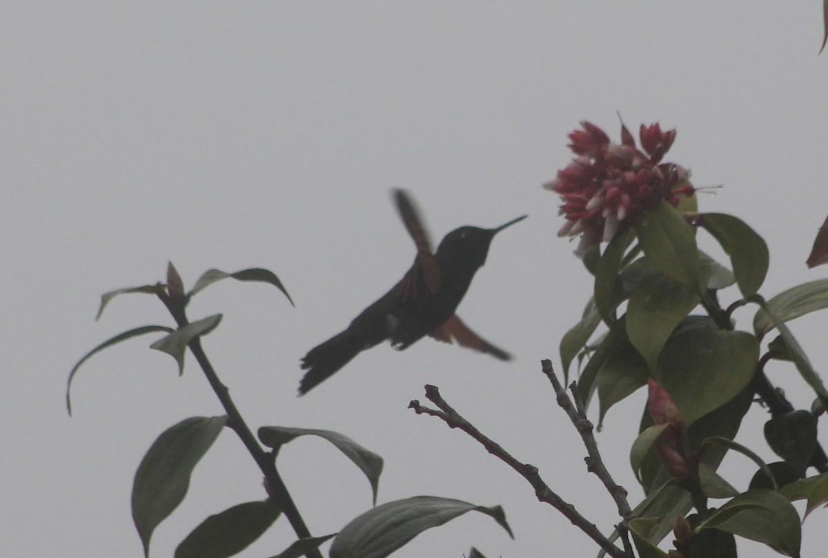 Garnet-throated Hummingbird - ML520969681