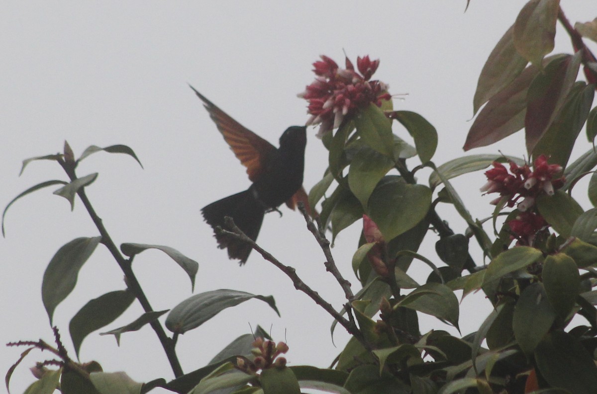 Garnet-throated Hummingbird - ML520969691