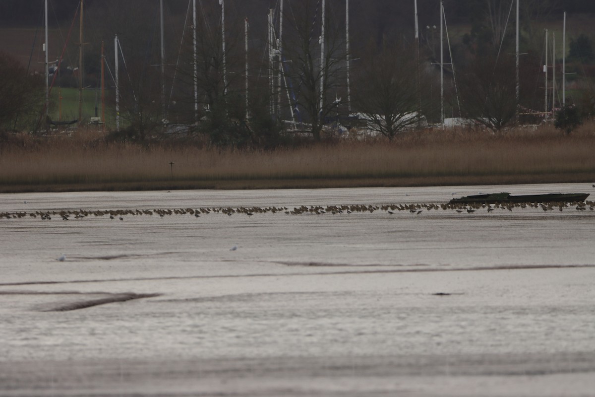European Golden-Plover - ML520969971