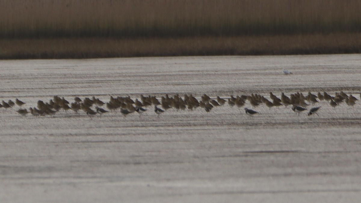 European Golden-Plover - ML520970021