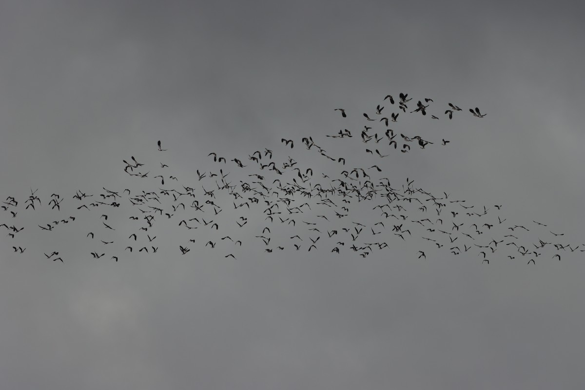 Northern Lapwing - ML520970321