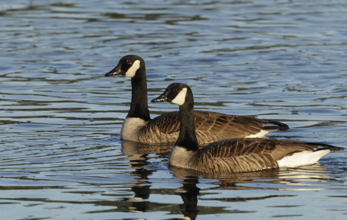 Canada Goose (canadensis Group) - Jim Stasz