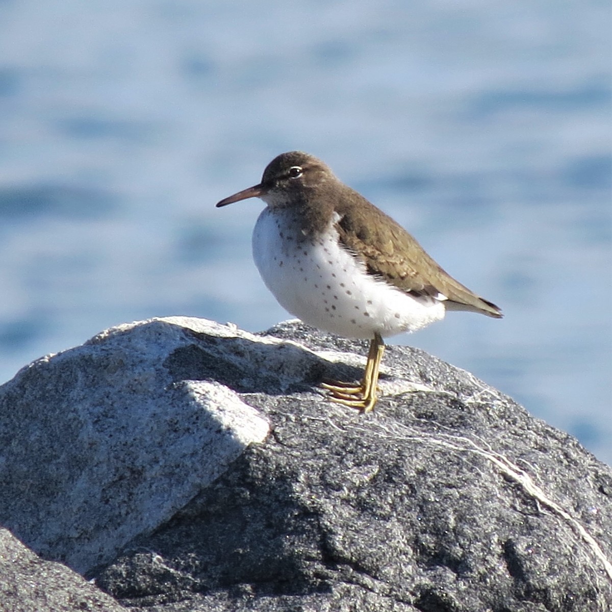 Spotted Sandpiper - ML520971061