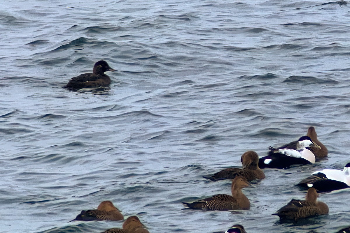 Velvet Scoter - ML520971291