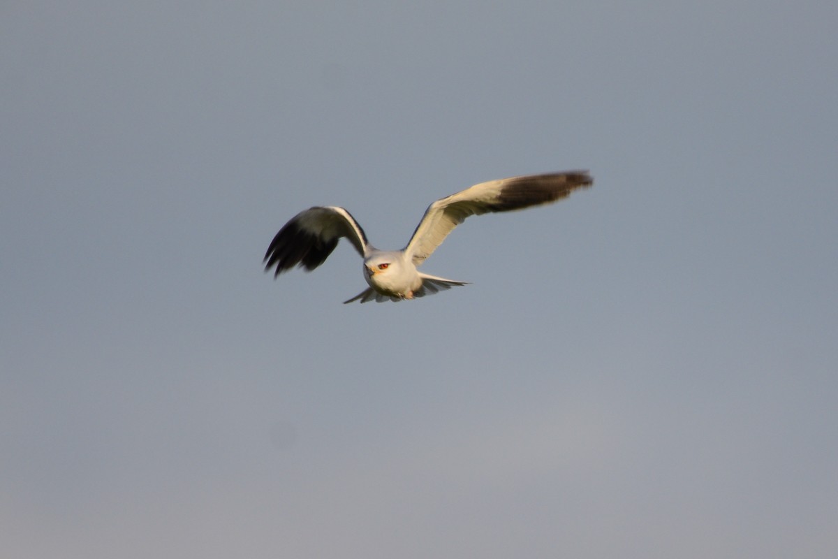 Black-winged Kite - ML520971731