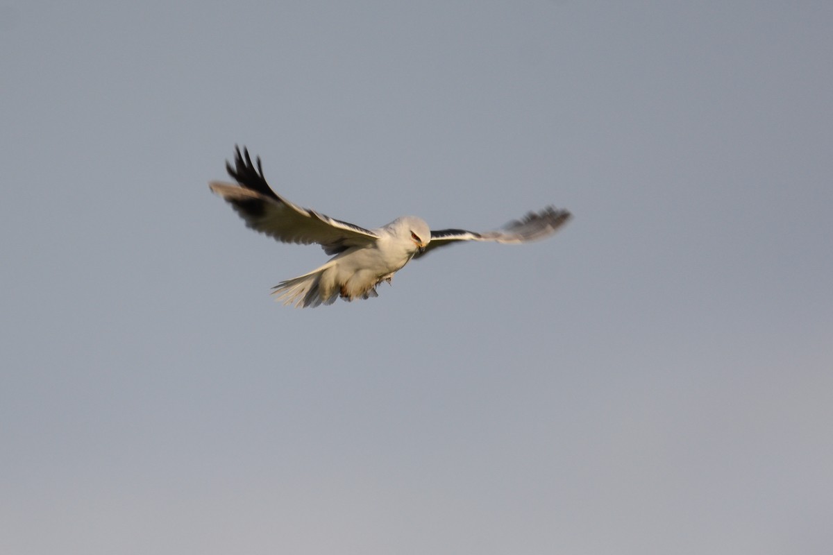 Black-winged Kite - ML520971741