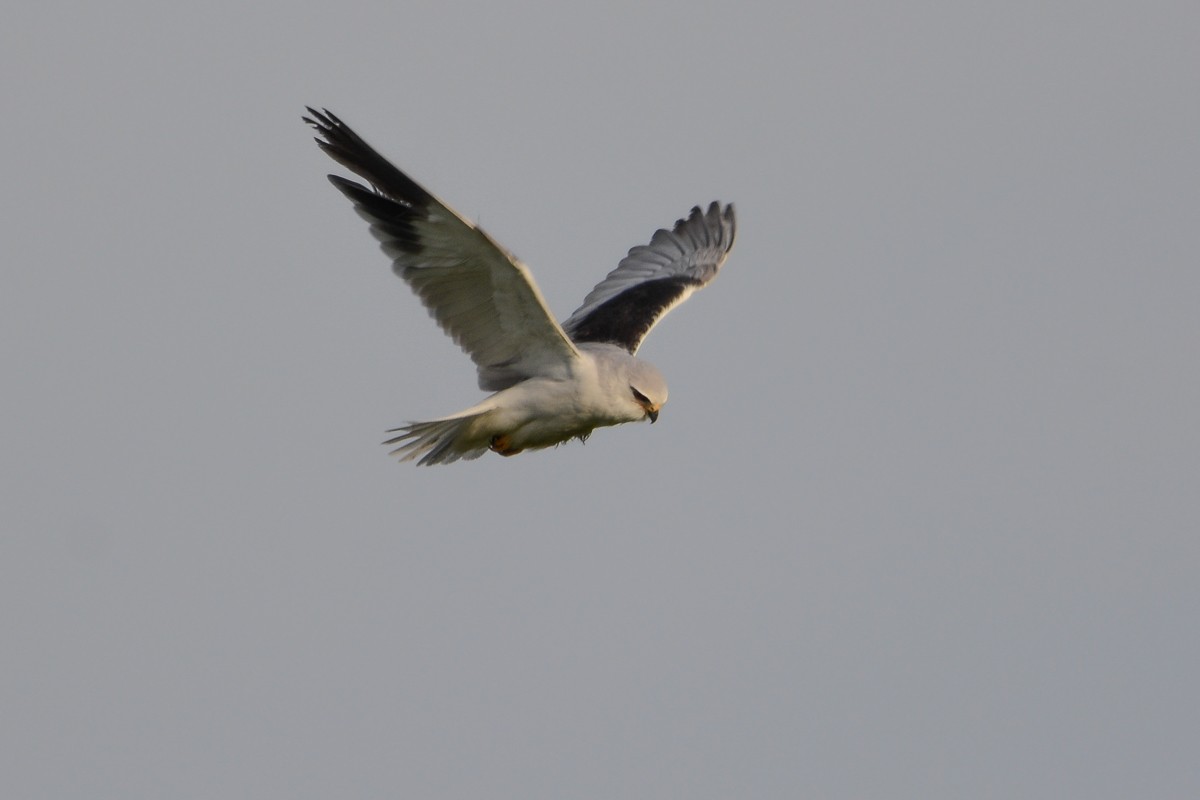 Black-winged Kite - ML520971751