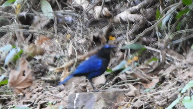 Malabar Whistling-Thrush - ML520971781