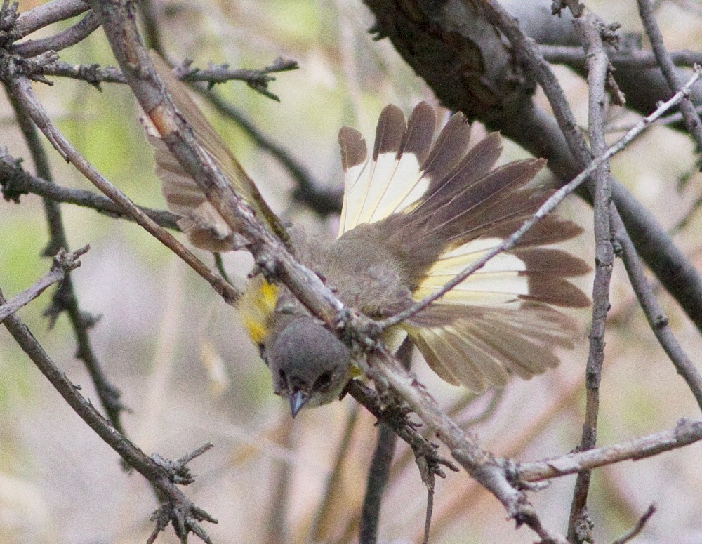 Rotschwanz-Waldsänger - ML52097331