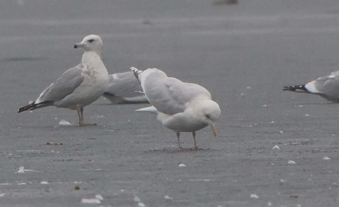 Goéland arctique - ML520973501