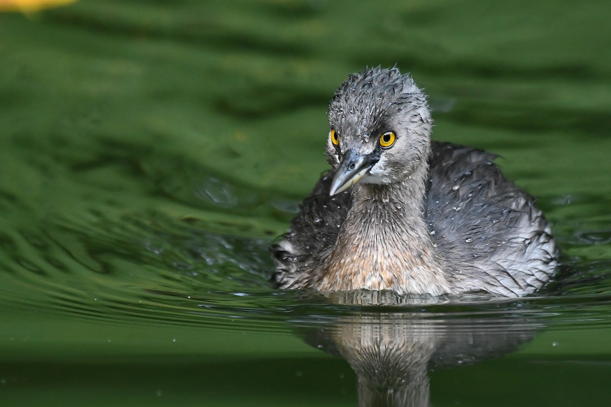 Least Grebe - Maria Jose Lou