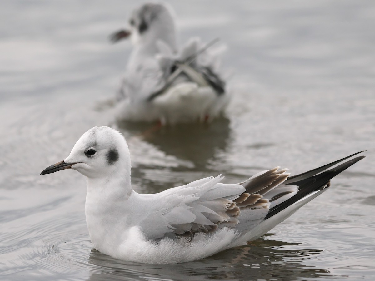 Bonaparte's Gull - ML520975771