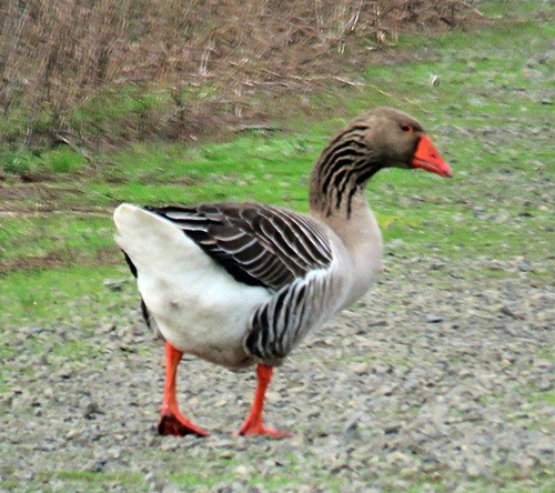 Graylag Goose (Domestic type) - ML52097651