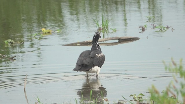 Horned Screamer - ML520976571