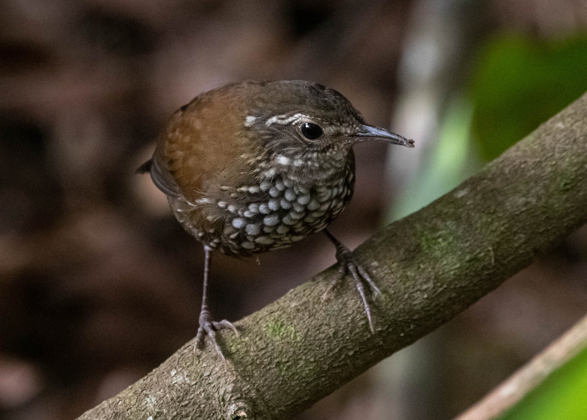 Sharp-tailed Streamcreeper - ML520977001