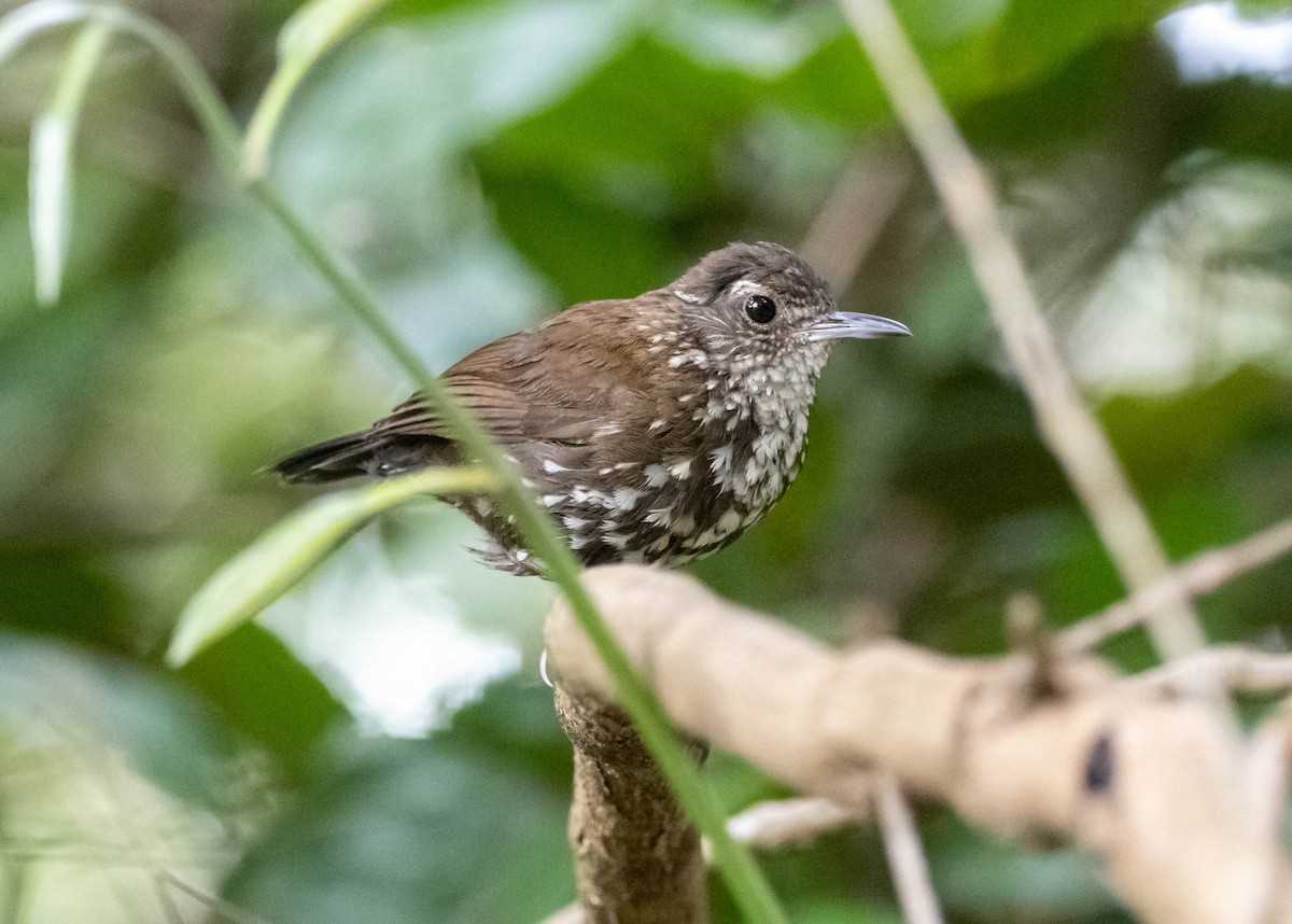 Sharp-tailed Streamcreeper - ML520977011