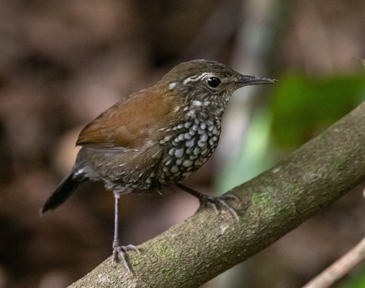 Sharp-tailed Streamcreeper - ML520977021